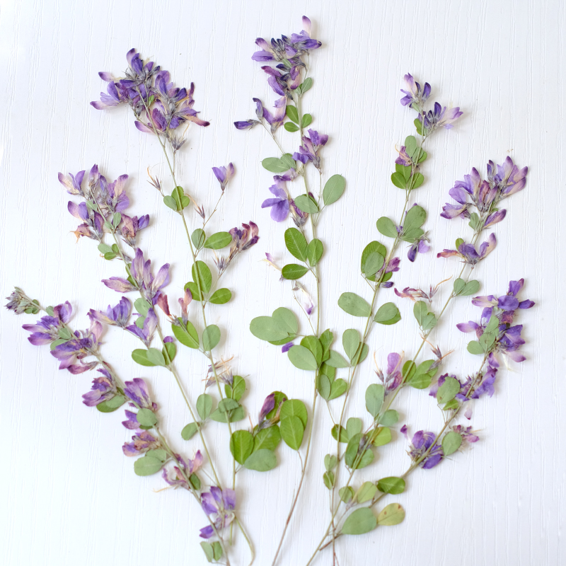 Dried Flower Bookmark - 6 Pezzi, Fiori Essiccati e Pressati