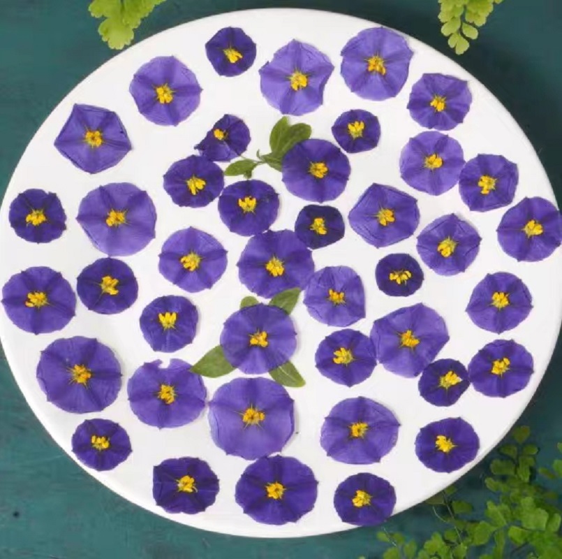 Dried Flower Bookmark - 100 pz pressato essiccato Lycianthes rantonnetii