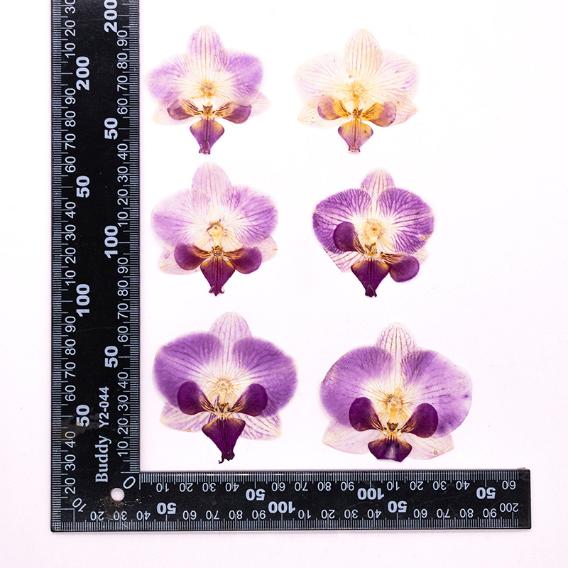 Dried Flower Bookmark - 4 Pezzi Fiori di Orchidea Phalaenopsis