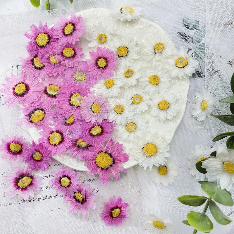 Dried Flower Bookmark - 24pcs/2-4CM, petali di fiori pressati naturali,