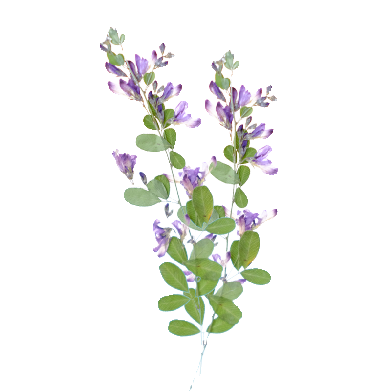 6 Pezzi, Fiori Essiccati e Pre - Dried Flower Bookmark recensione e prezzo