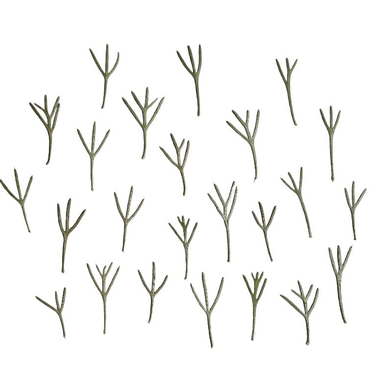 24 pezzi, Foglie di Achillea P - Dried Flower Bookmark recensione e prezzo