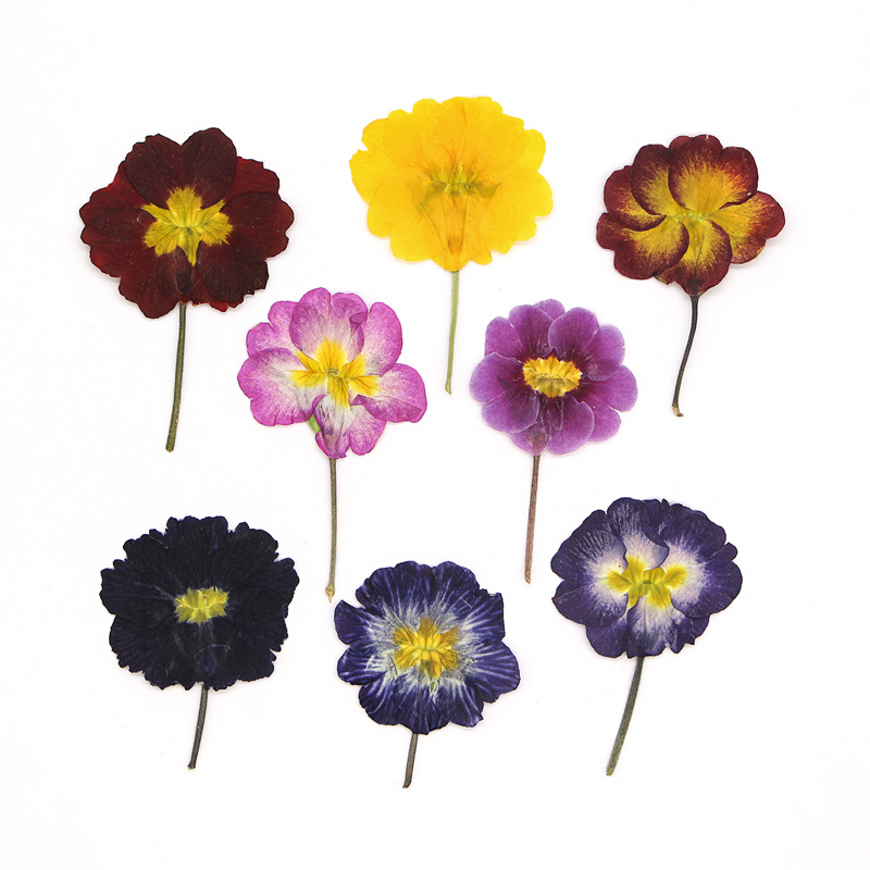 48 Pezzi Fiori Secchi di Primu - Dried Flower Bookmark recensione e prezzo