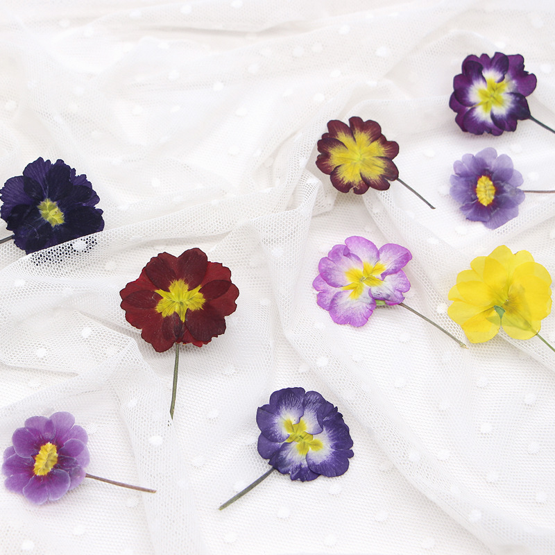 48 Pezzi Fiori Secchi di Primu - Dried Flower Bookmark recensione e prezzo
