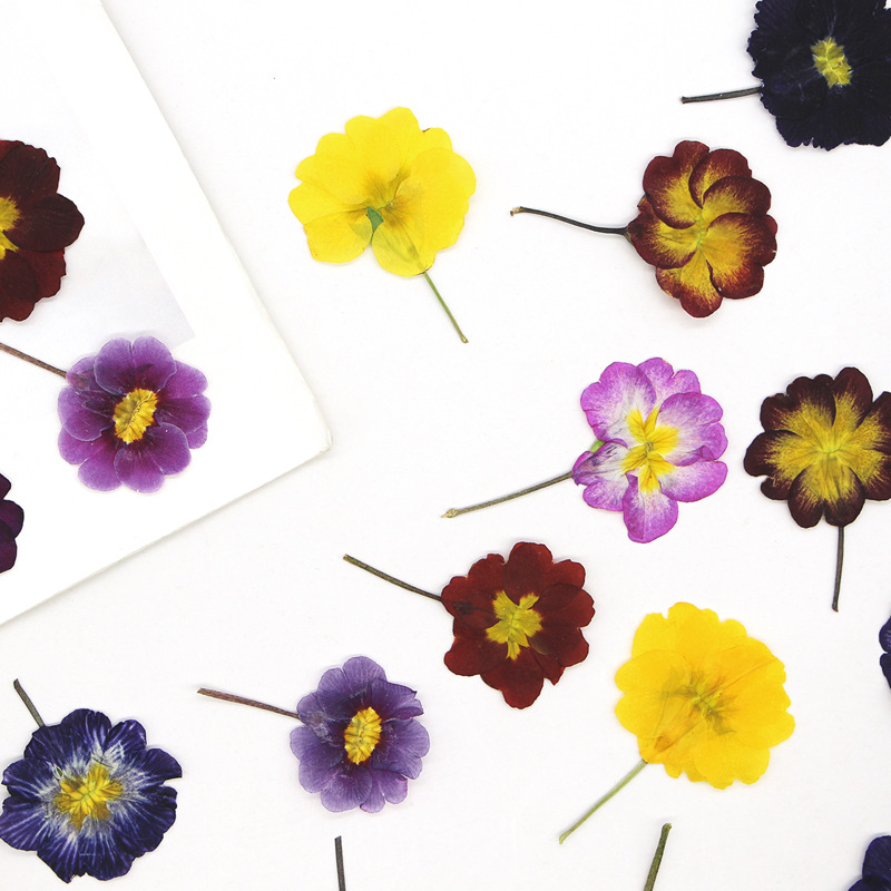 48 Pezzi Fiori Secchi di Primu - Dried Flower Bookmark recensione e prezzo