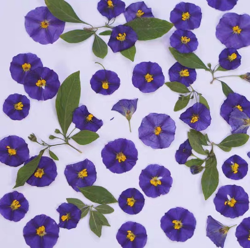 100 pz pressato essiccato Lyci - Dried Flower Bookmark recensione e prezzo