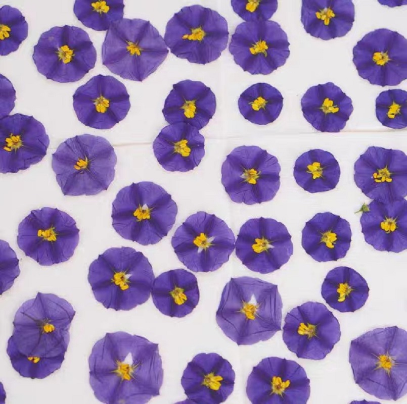100 pz pressato essiccato Lyci - Dried Flower Bookmark recensione e prezzo