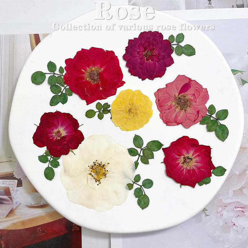 60 pz Pressato Secco Rosso Gia - Dried Flower Bookmark recensione e prezzo