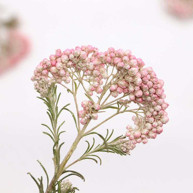 12 Pezzi, Rami di Miglio Natur - Dried Flower Bookmark recensione e prezzo