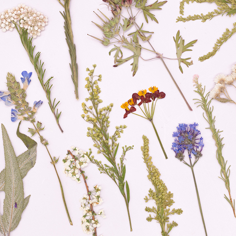 Confezione da 500 Pezzi di Fio - Dried Flower Bookmark recensione e prezzo