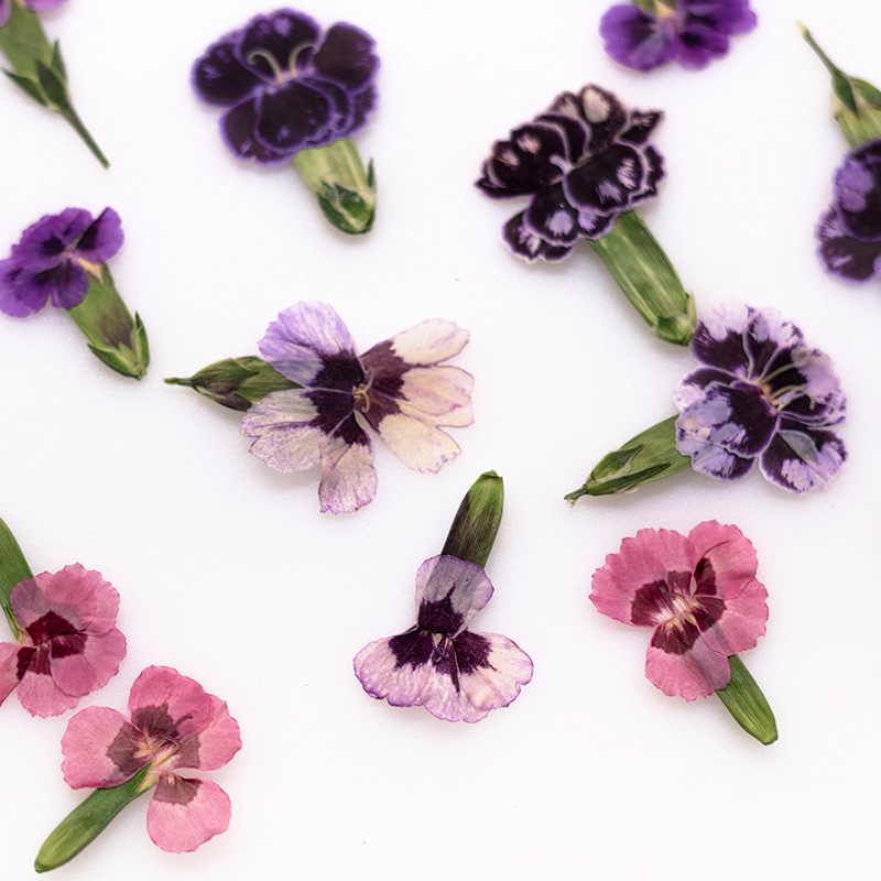 24 Pezzi, Fiori di Dianthus Es - Dried Flower Bookmark recensione e prezzo