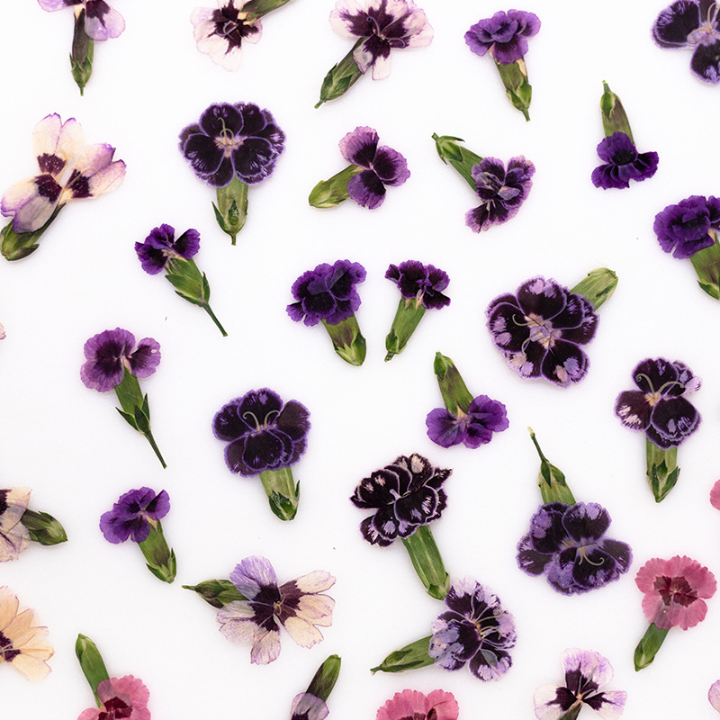 24 Pezzi, Fiori di Dianthus Es - Dried Flower Bookmark recensione e prezzo