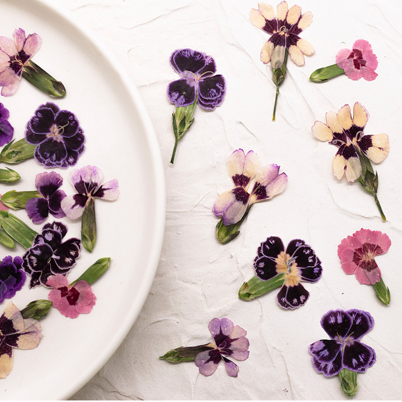 24 Pezzi, Fiori di Dianthus Es - Dried Flower Bookmark recensione e prezzo