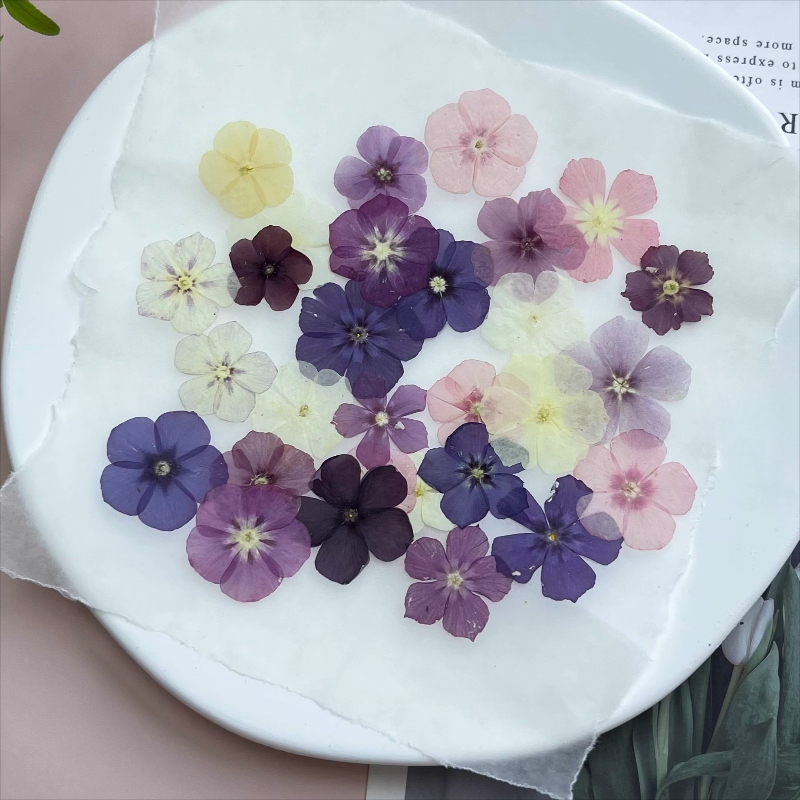 12 pezzi, fiori secchi pressat - Dried Flower Bookmark recensione e prezzo
